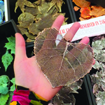 Leaves dipped in different metals from Goddess