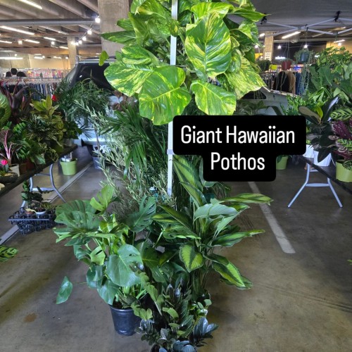 LA Plants