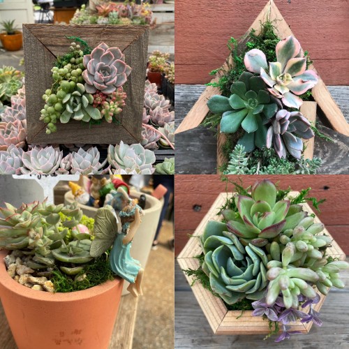 Succulent Vertical Gardens