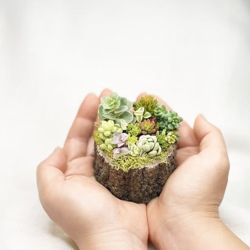 Baby Succulents