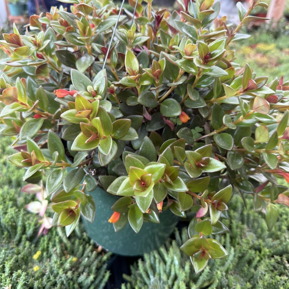 Fabylous Plants and Giftshop LLC