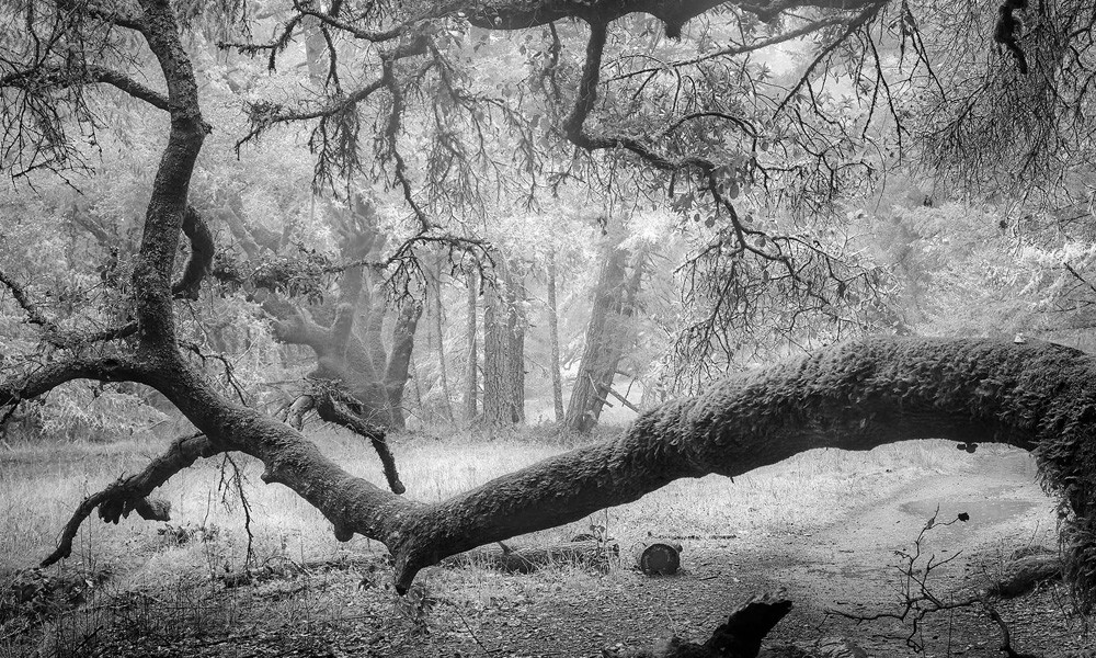 Warren Agee Photography